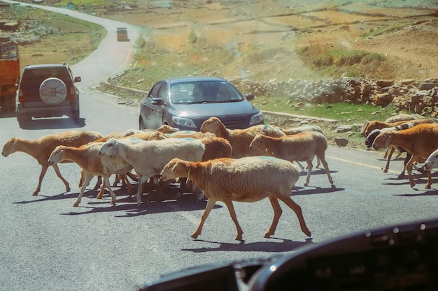 Les voitures s&#39;arrêtent et attendent un troupeau de moutons qui traversent la route. Circulation à Naran, au Pakistan.