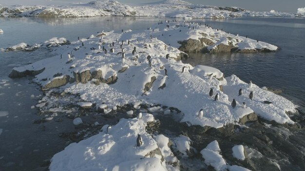 Photo vol aérien au ralenti au-dessus des pingouins sur une île enneigée