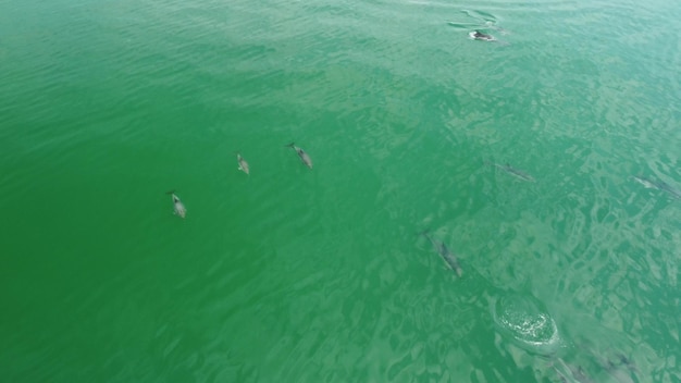 Vol au-dessus des dauphins dans la mer