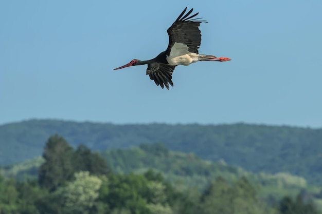 Vol de cigogne noire, Ciconia nigra.