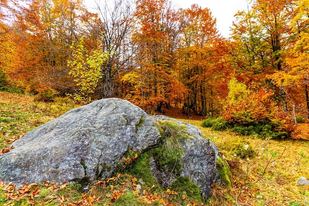 Vol lent et soigné au-dessus de grandes pierres des Carpates recouvertes de mousse verte douce et moelleuse dans une forêt de feuillus ukrainienne d'automne par temps nuageux UHD 4k curseur vidéo en temps réel gros plan