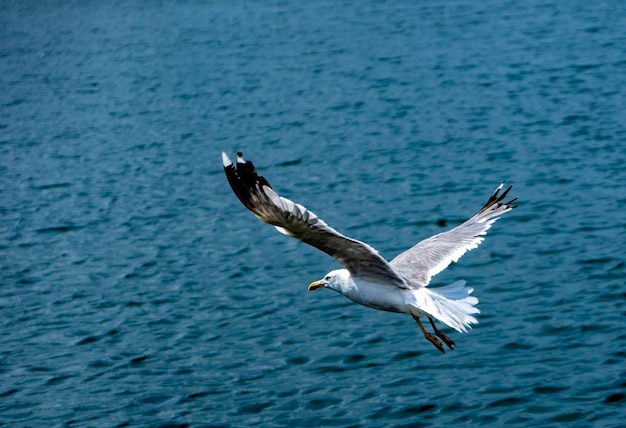 Vol de mouette avec ailes déployées près et bas de la mer dans le port maritime de Rianxo