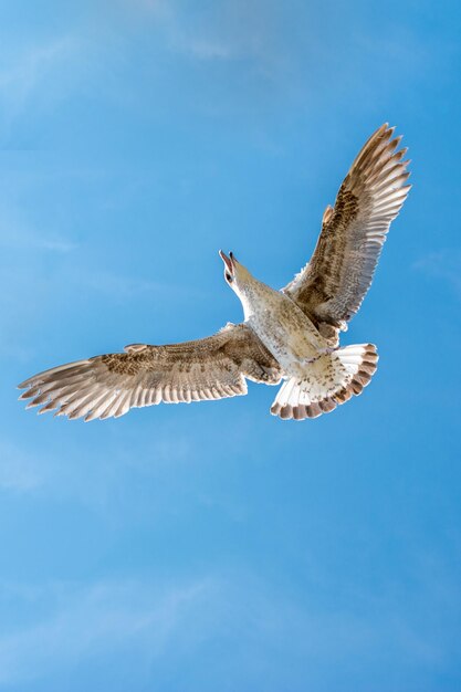 Vol de mouette unique dans un ciel nuageux