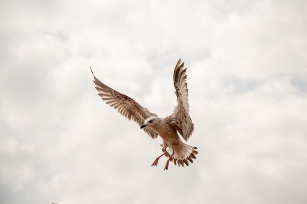 Photo vol de mouette unique dans un ciel nuageux