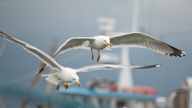 Vol de mouette