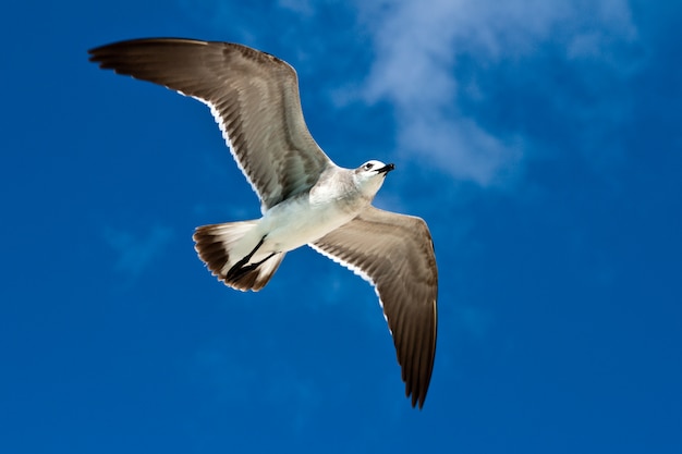 Vol de mouette