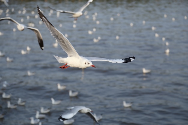 Vol de mouette