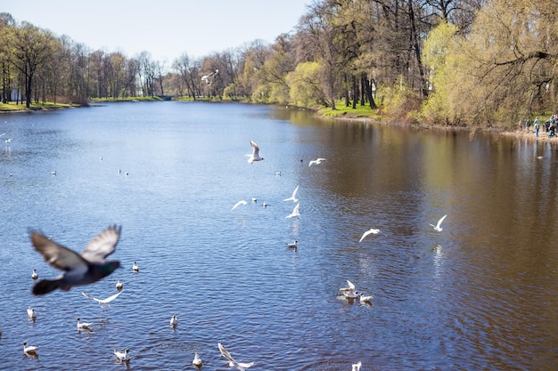 Un vol de mouettes survole un lac.