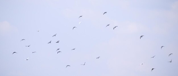 Vol d'oiseaux volant dans le ciel bleu