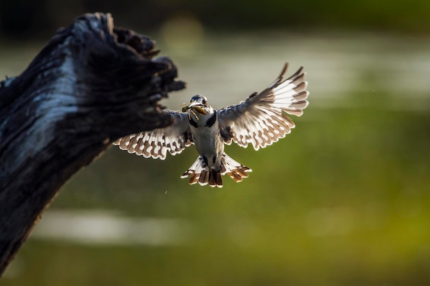 Photo le vol des oiseaux