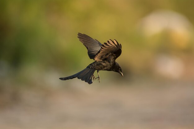 Photo le vol des oiseaux