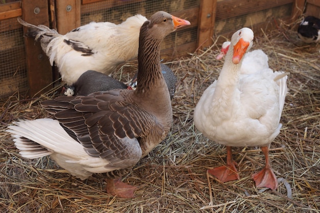 Photo volaille dans la cour de la ferme