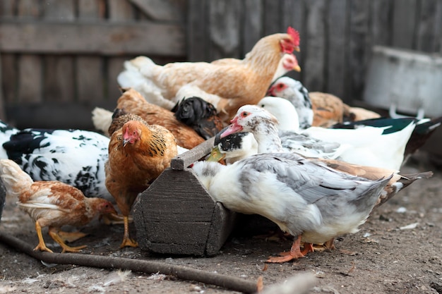 Volaille à l'extérieur à la ferme