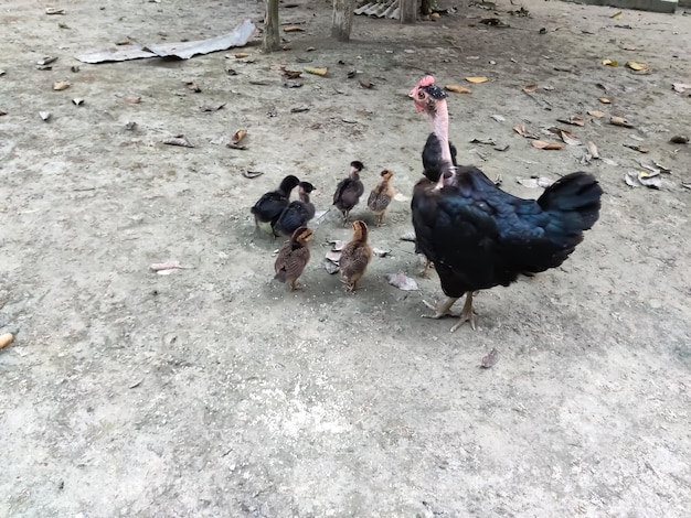 Volaille Noire Ou Poule Couveuse Et Poussins. Famille De Poulet.