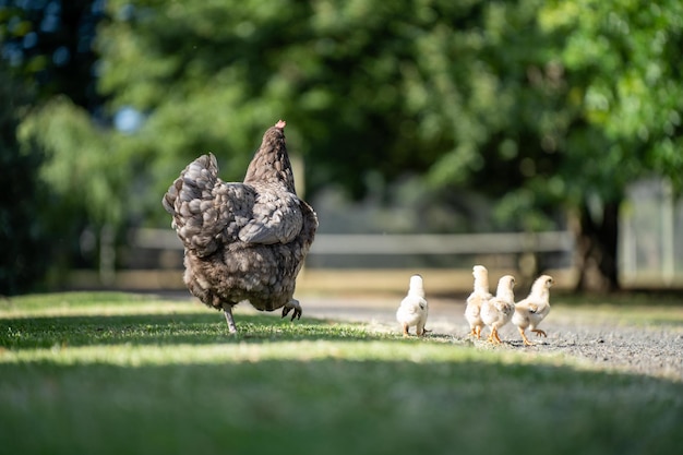 Photo volailles élevées en pâturage dans une ferme d'agriculture régénérative avec des poules et des poulets avec des poulets