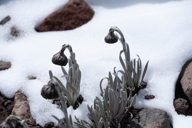 Photo volcan chimborazo couvert de neige et de fleurs en fleurs