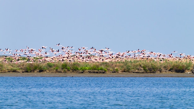 Volée de flamants roses du lagon "Delta del Po"