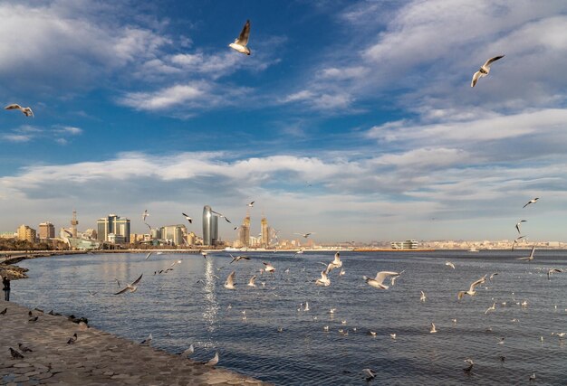 Une volée de mouettes au bord de l'eau