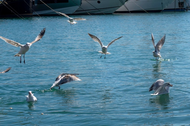 volée de mouettes en vol