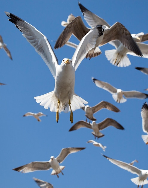 Volée de mouettes volant dans le ciel