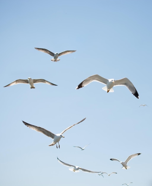 Volée de mouettes volant dans le ciel