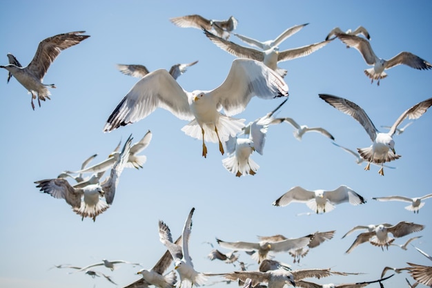 Volée de mouettes volant dans le ciel