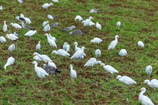 Volée d'oiseaux aigrette garzette