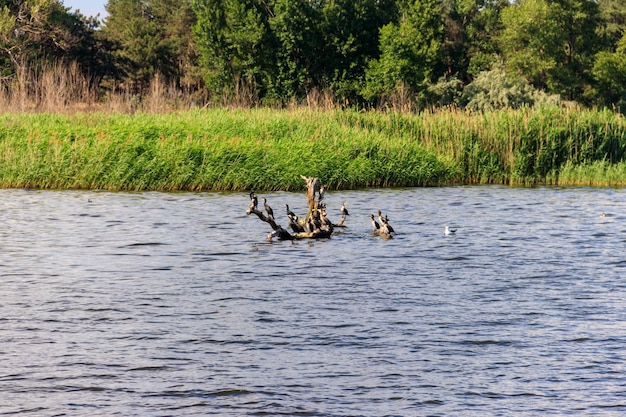 Volée d'oiseaux assis sur un hic dans une rivière