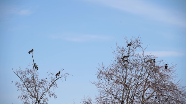 Volée d'oiseaux automne décollant d'un arbre, une volée de corbeaux oiseau noir arbre sec. oiseaux corbeaux dans le ciel coucher de soleil silhouette orange.