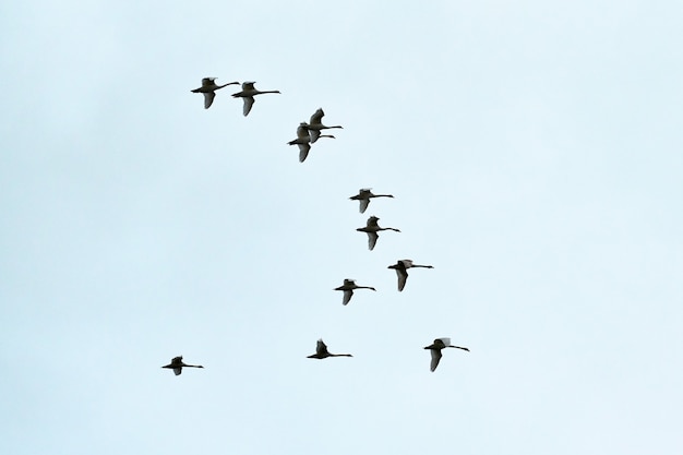 Volée D'oiseaux, Cygnes Volant Haut Dans Le Ciel Bleu. Vol En V-formation. Liberté, Vitesse, Concept De Travail D'équipe, Espace De Copie.