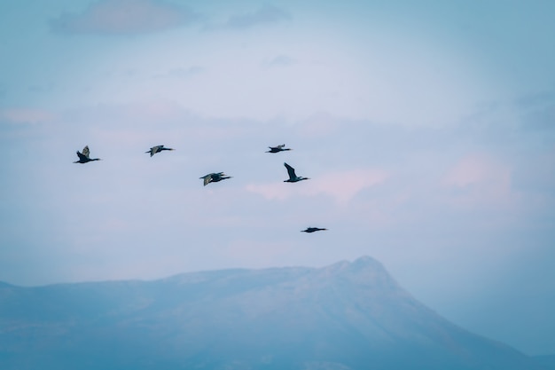 Volée d'oiseaux dans le ciel en Afrique du Sud