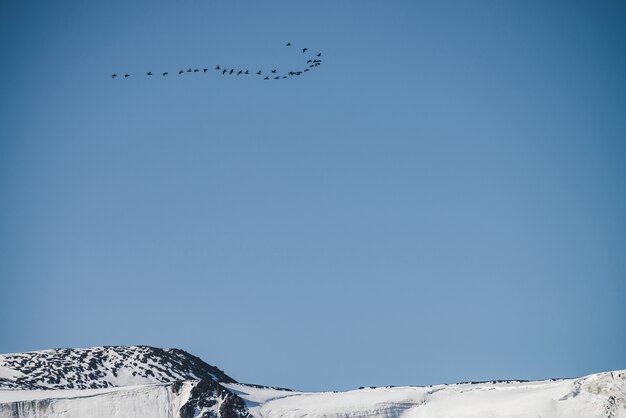 Volée d'oiseaux dans le ciel bleu survolent la crête de la montagne enneigée