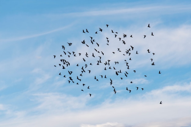 Volée d'oiseaux dans le ciel bleu