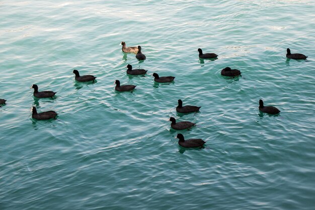 Volée d'oiseaux sur l'eau avec fond d'eau