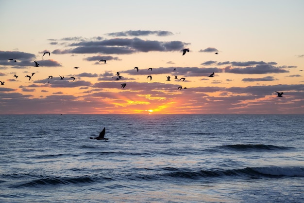 Volée d'oiseaux Mouettes volant au bord de l'océan lors d'un lever de soleil nuageux vibrant