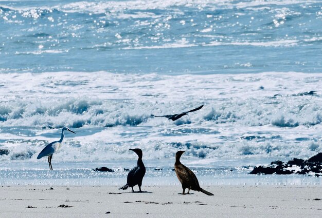 Photo une volée d'oiseaux sur la plage