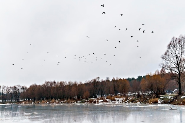 Une volée d'oiseaux s'est envolée sur le lac de glace et le paysage forestier enneigé