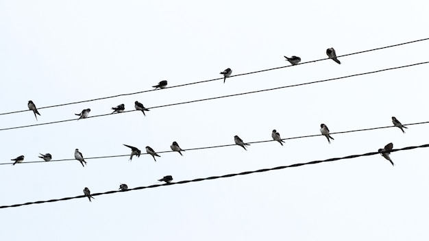 Une volée d'oiseaux se repose sur des fils électriques