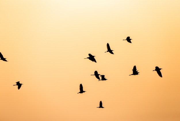 Volée d'oiseaux silhouette dans le ciel au coucher du soleil