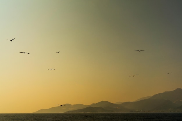 Une volée d'oiseaux volant dans le ciel au coucher du soleil