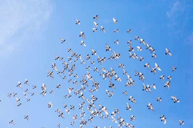 Photo volée de pigeon de course rapide battant contre le beau ciel bleu clair