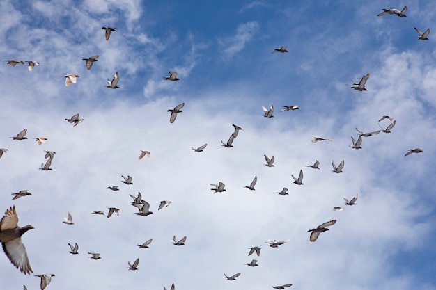 Photo volée de pigeon de course rapide battant contre le ciel bleu