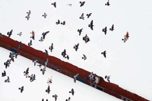 Voler des colombes sur le fond de neige