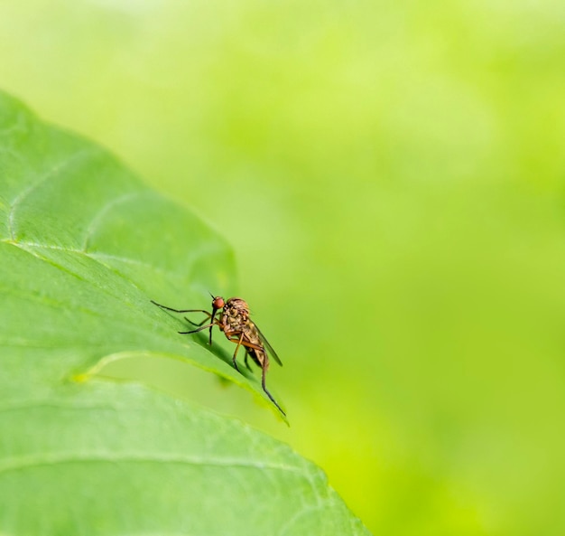 Voler sur une feuille verte