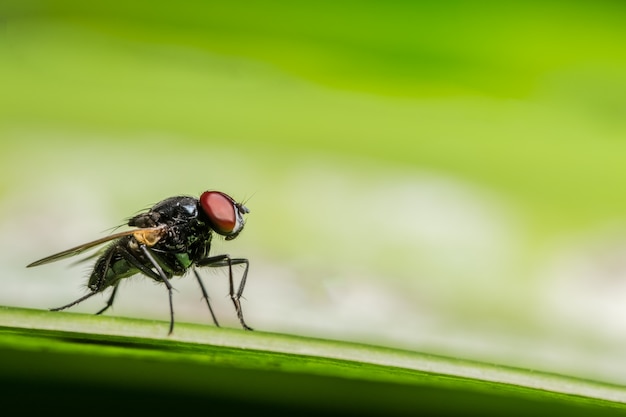 Voler sur la feuille