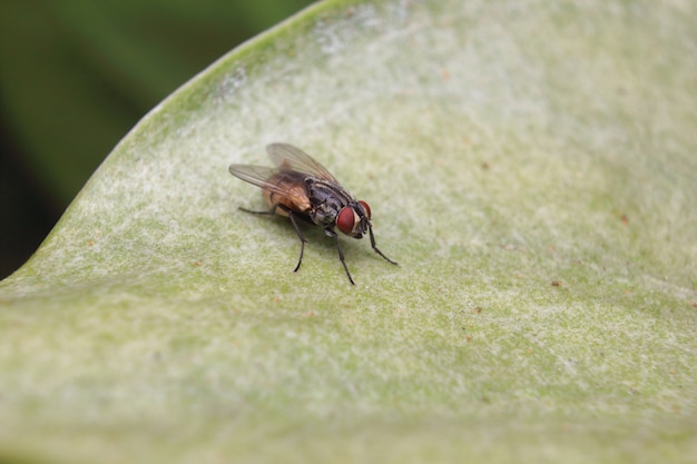 Voler sur feuille