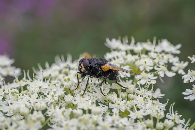 Voler sur fleur blanche gros plan macro