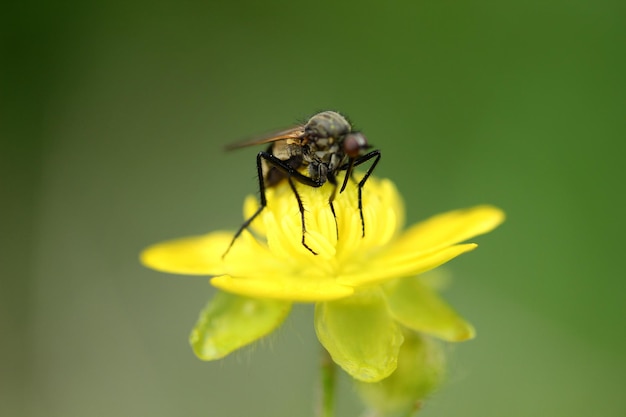 voler sur une fleur jaune