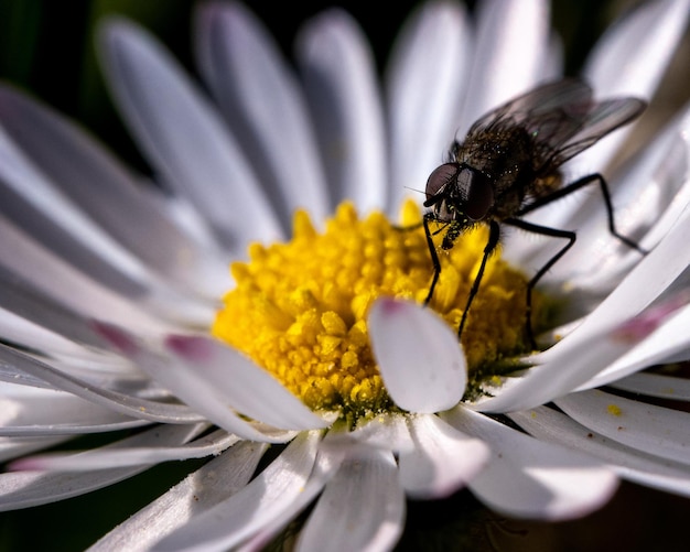 voler sur une fleur