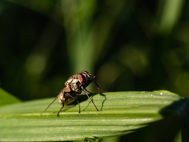 Voler sur une herbe le matin